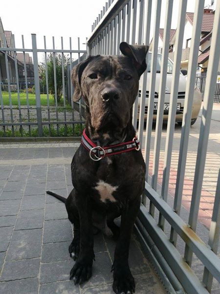 No i stało się ! 25.09.2017 -Maximus oficjalnie stoi na straży swego domu i Rodziny <3